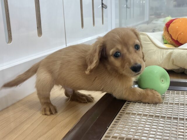 ミニチュアダックス