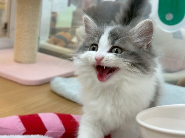 甘ったれの罪深き女の子♡スコティッシュフォールドちゃん! スコティッシュフォールド