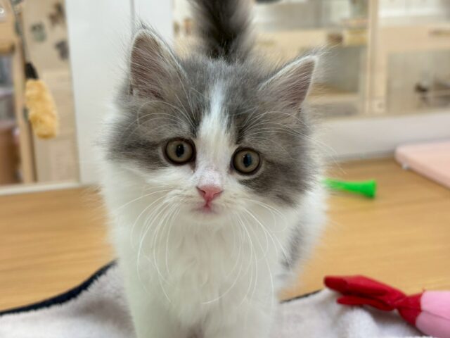 スコティッシュフォールド