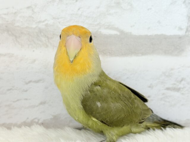 コザクラインコ（小桜インコ）