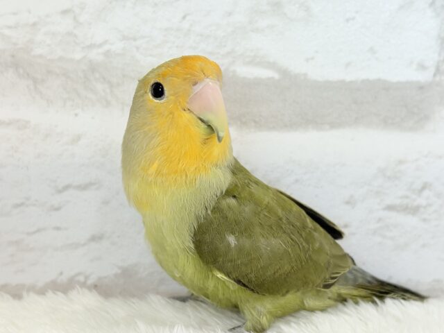 コザクラインコ（小桜インコ）