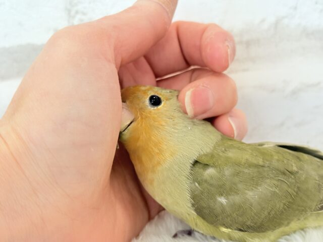 コザクラインコ（小桜インコ）
