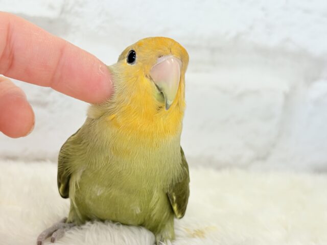 コザクラインコ（小桜インコ）