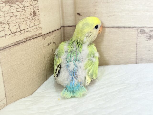 コザクラインコ（小桜インコ）