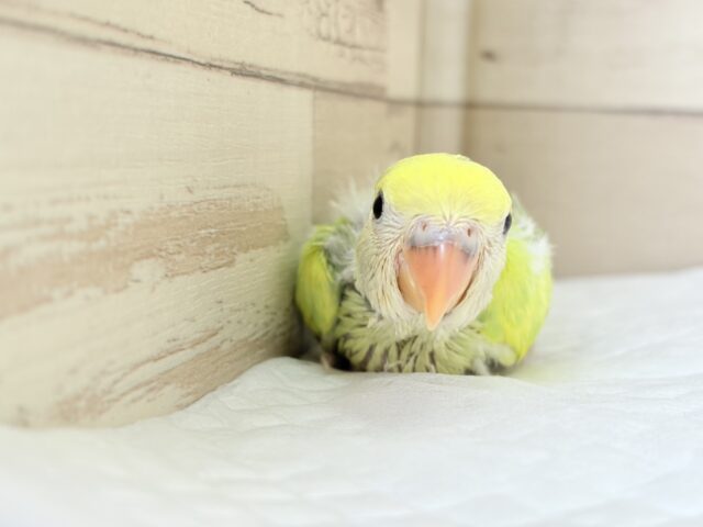 コザクラインコ（小桜インコ）