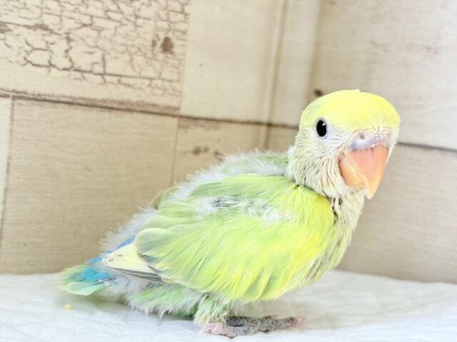 コザクラインコ（小桜インコ）