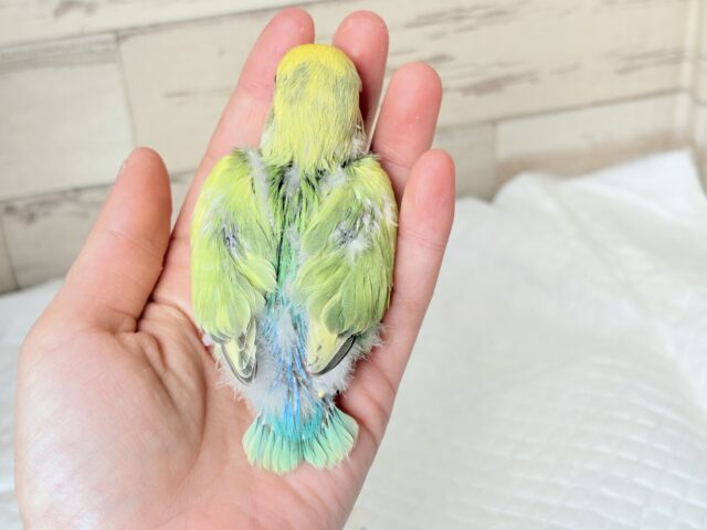 コザクラインコ（小桜インコ）