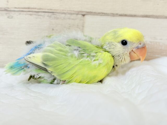 コザクラインコ（小桜インコ）