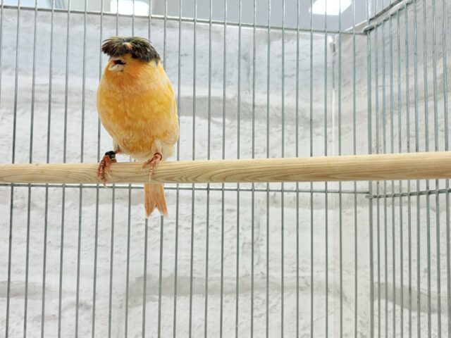 グロスターカナリア