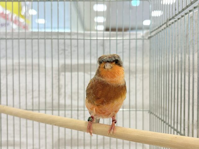 グロスターカナリア