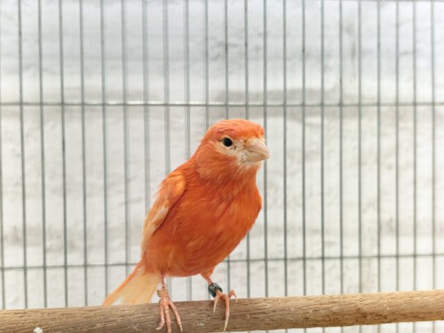 赤カナリア