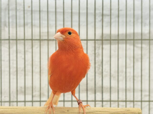 赤カナリア
