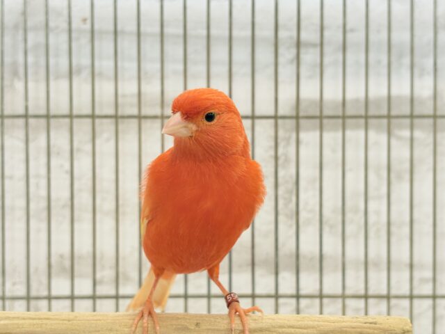 赤カナリア