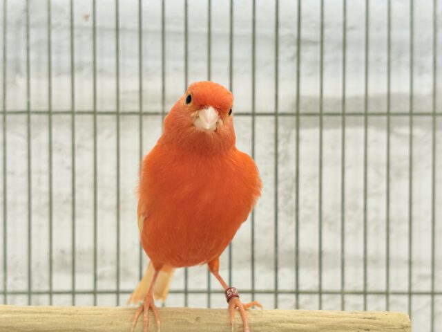 赤カナリア
