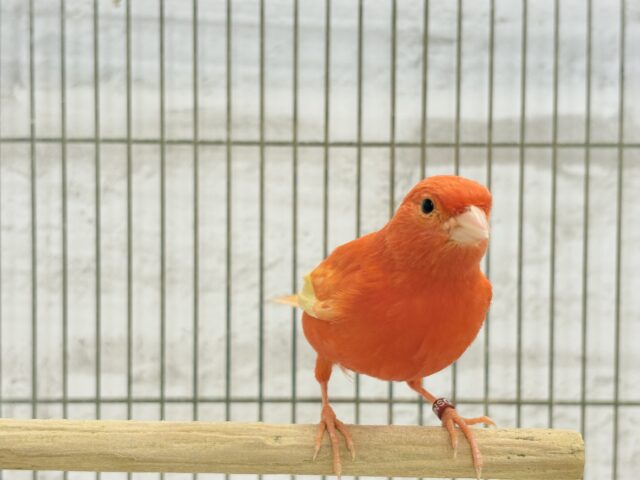 赤カナリア