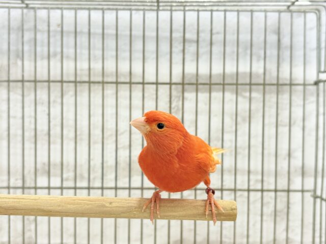 赤カナリア