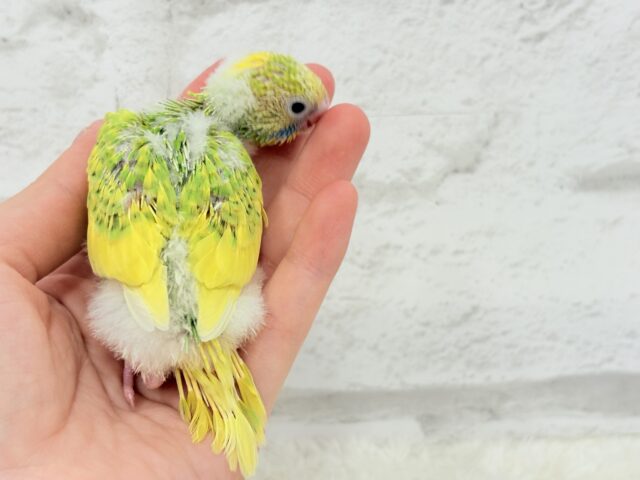 セキセイインコ