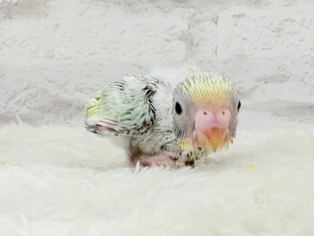 セキセイインコ