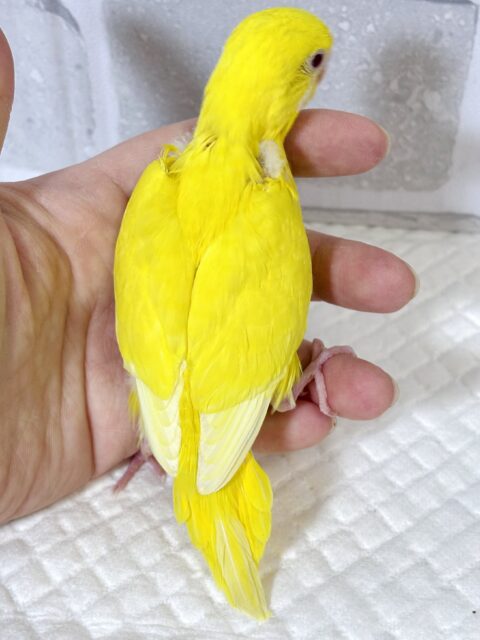 セキセイインコ