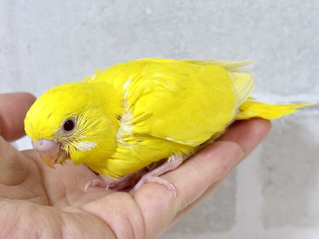 セキセイインコ ルチノー ⭐⟡˚.⋆ セキセイインコ