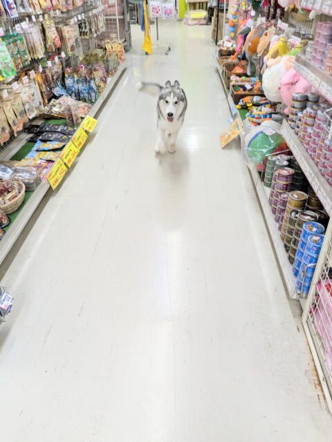 シベリアンハスキー