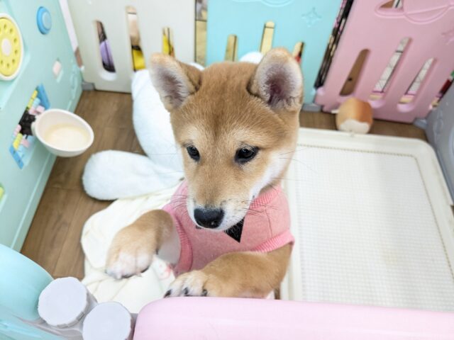 柴犬