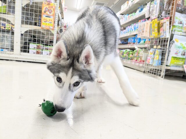 シベリアンハスキー