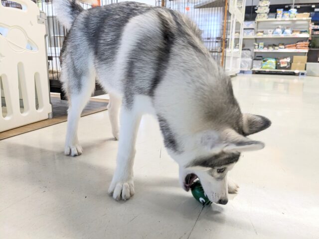 シベリアンハスキー