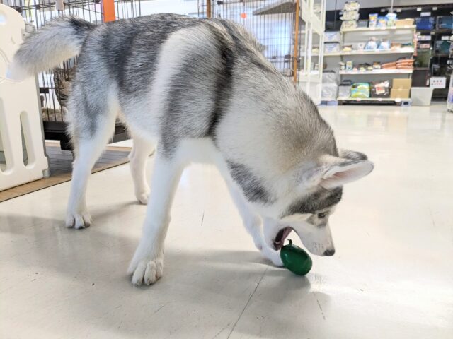 シベリアンハスキー