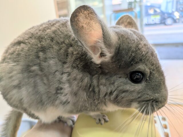 チンチラ