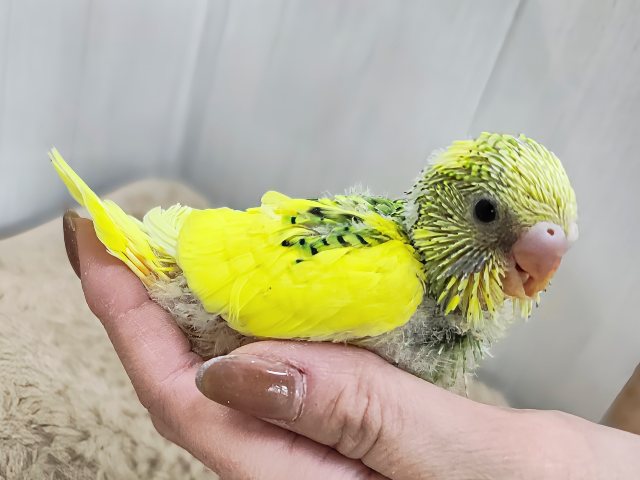 セキセイインコ