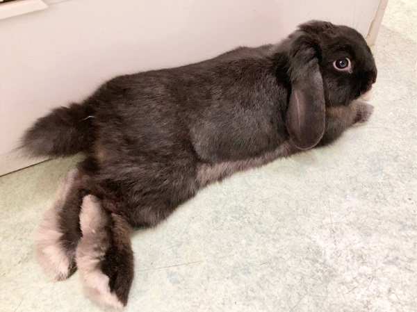 ホーランドロップ