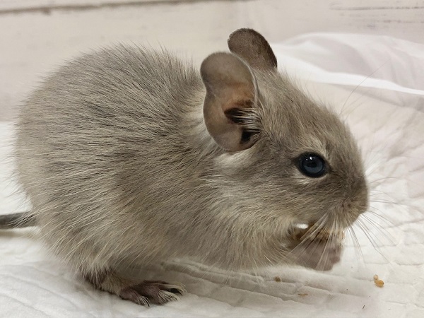 デグー(ブルー) 女の子 美麗!きれいなブルーカラーの子が来てくれました! デグー