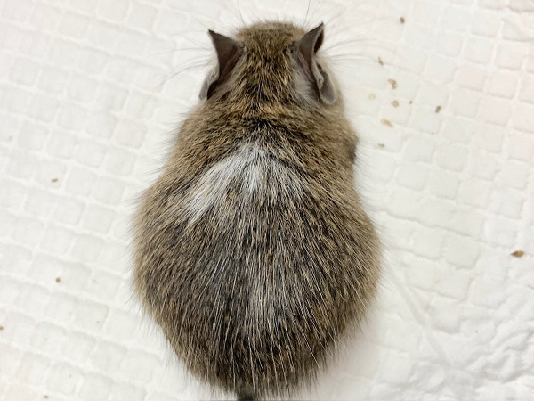 デグー(パイド) 女の子 ごはん大好き♪元気いっぱいな子です! デグー