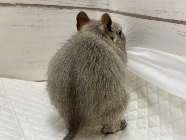 デグー(ブルー) 女の子 美麗!きれいなブルーカラーの子が来てくれました! デグー