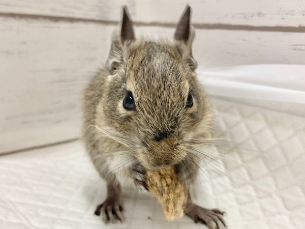 デグー(パイド) 女の子 ごはん大好き♪元気いっぱいな子です! デグー