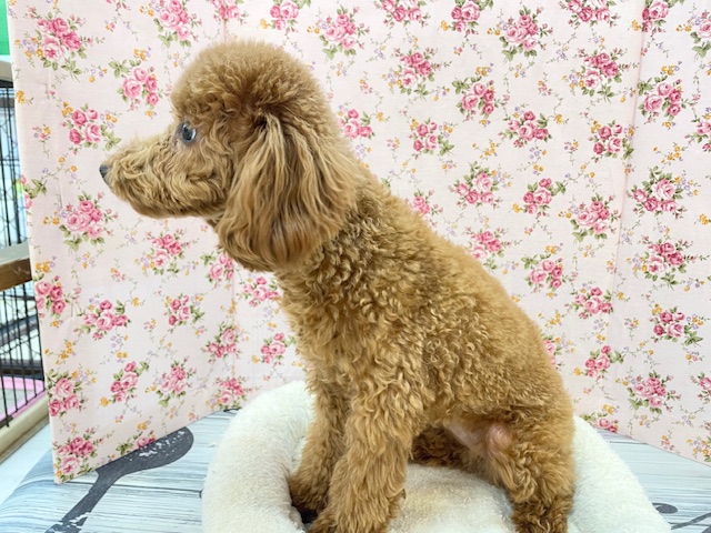 トイプードル