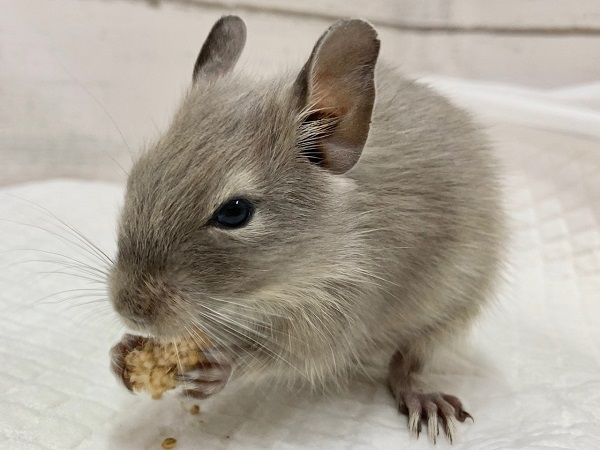 デグー(ブルー) 女の子 美麗!きれいなブルーカラーの子が来てくれました! デグー