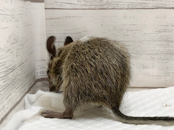 デグー(パイド) 女の子 ごはん大好き♪元気いっぱいな子です! デグー