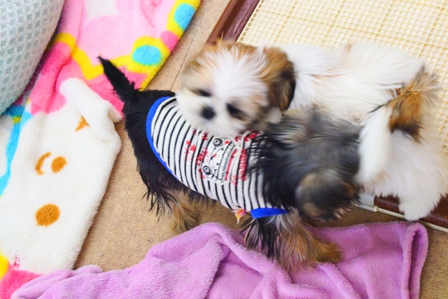 ヨークシャテリア