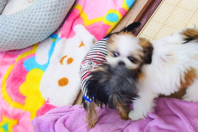 ヨークシャテリア