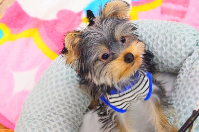 ヨークシャテリア