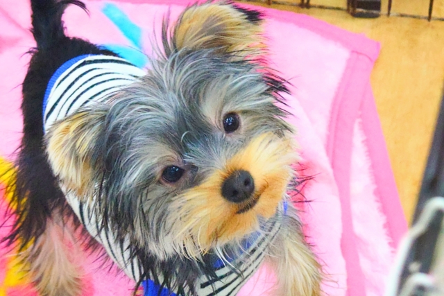 ヨークシャテリア