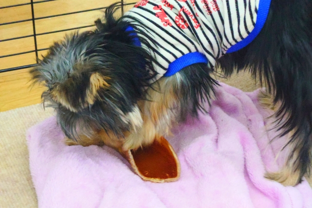 ヨークシャテリア