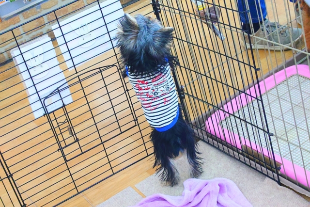 ヨークシャテリア