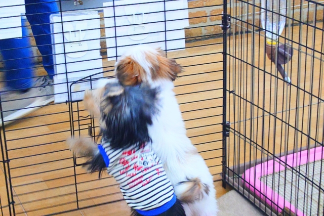 ヨークシャテリア