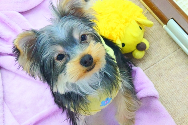 ヨークシャテリア