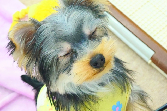 ヨークシャテリア