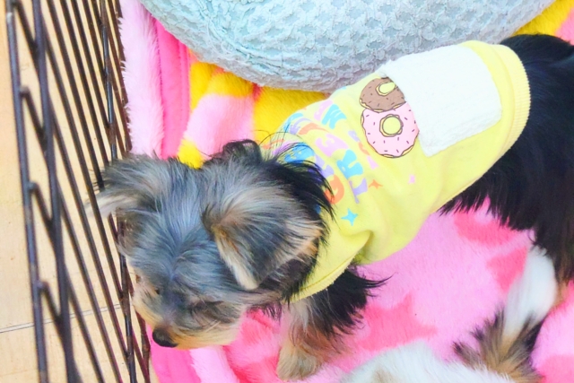 ヨークシャテリア