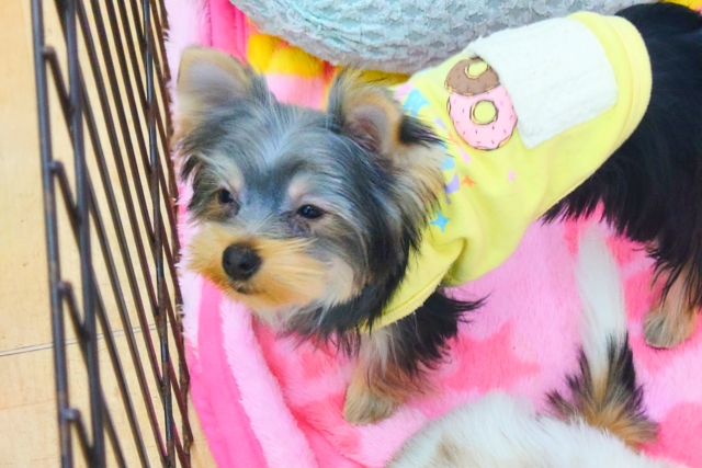 ヨークシャテリア